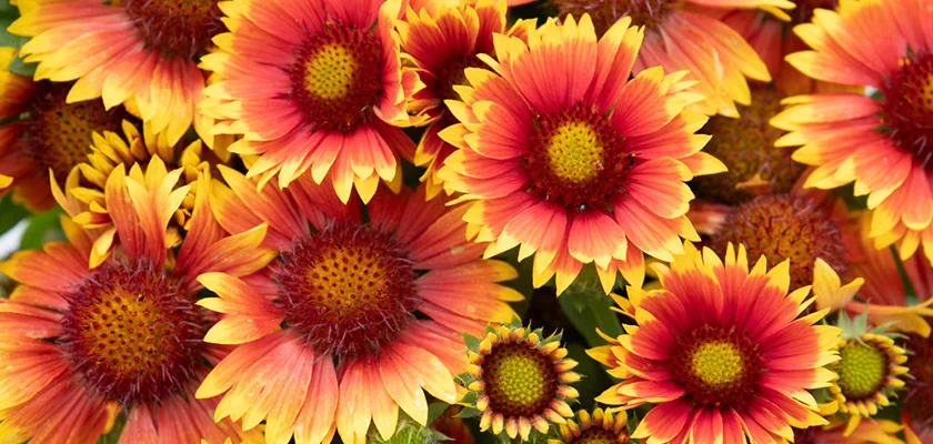 Gaillardia Arizona Sun