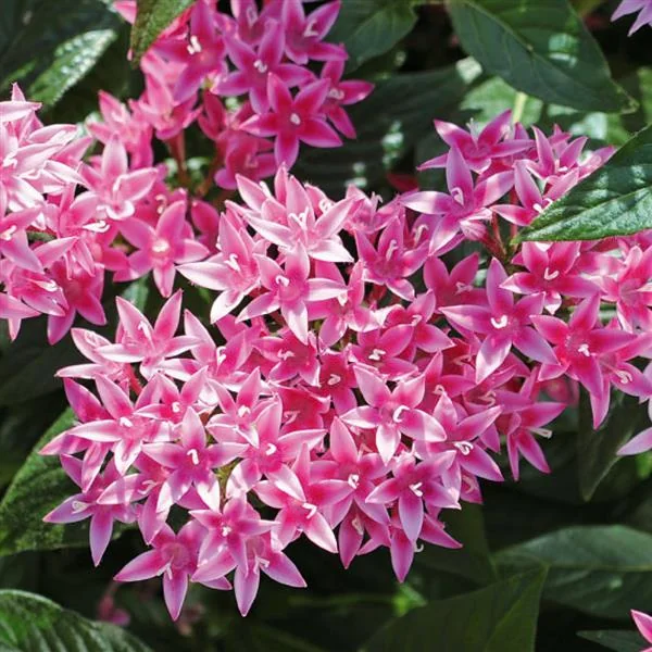 Pentas Graffiti Flirty Pink