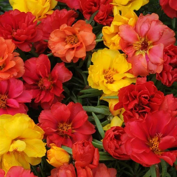 Portulaca Happy Hour Tropical Mix