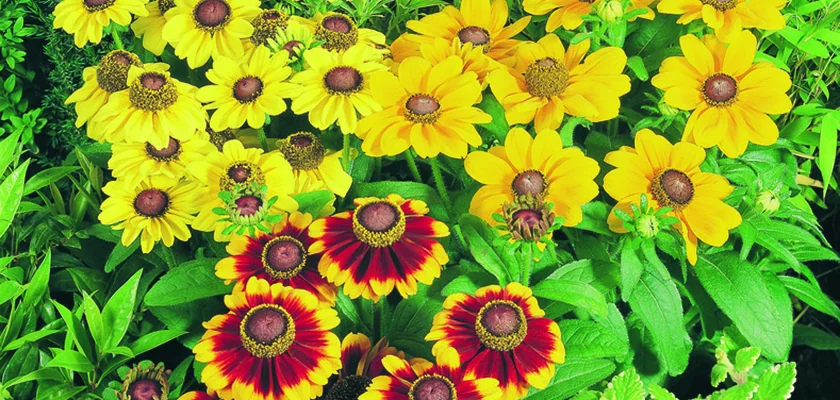 Rudbeckia Toto