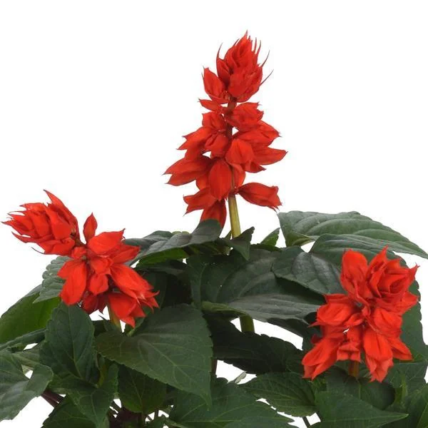 Salvia Vista Red