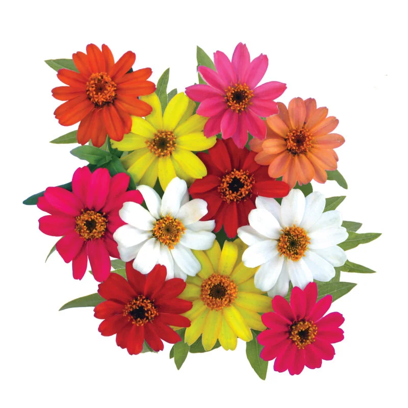 Zinnia Profusion Single Mix